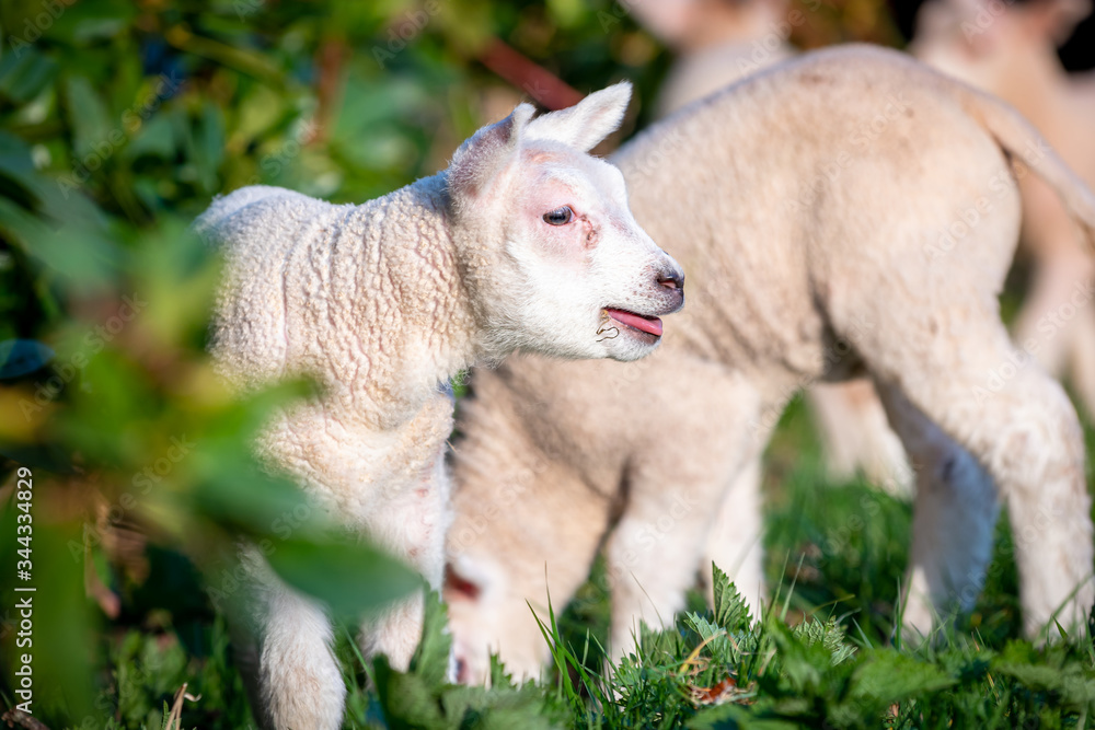 Obraz premium cheerful and playful herd of lambs in the ranch farm cattle animal selective focus blur