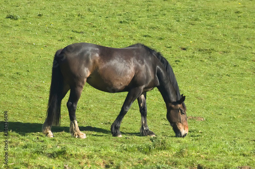 A horse in a pasture