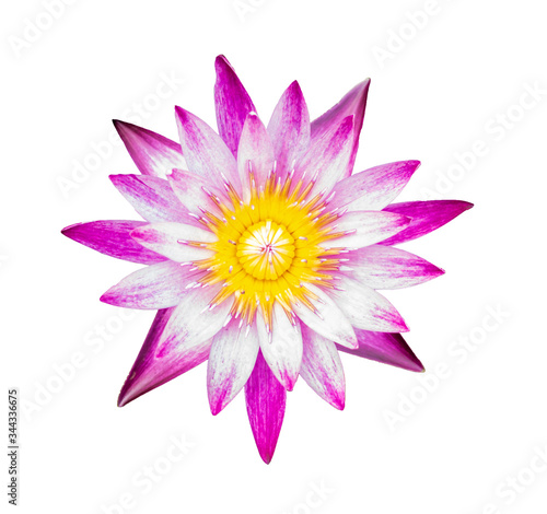 Lotus flower on isolated white background