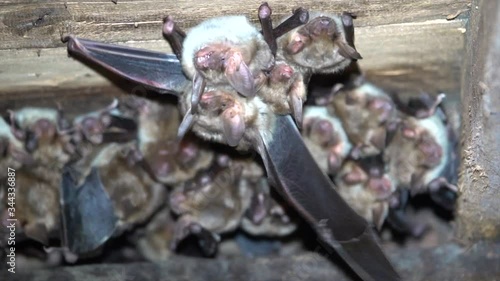 Großes Mausohr (Myotis myotis), Wochenstube auf Dachboden