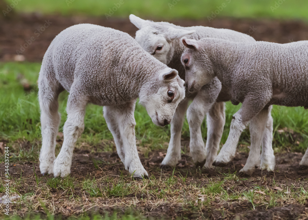 cheerful and playful herd of lambs in the ranch farm cattle animal selective focus blur