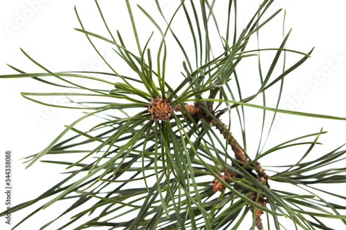 Pine branch with small cones isolated on white
