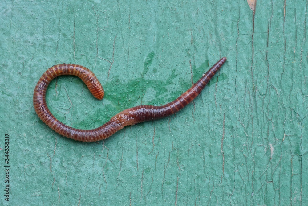 Fototapeta premium one red long worm lies on a green wooden board