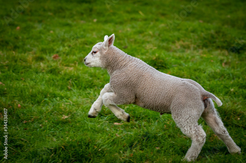 cheerful and playful herd of lambs in the ranch farm cattle animal selective focus blur