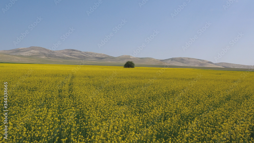 Beautiful yellow flowers and and one tree in field. Spring and summer landscape.    