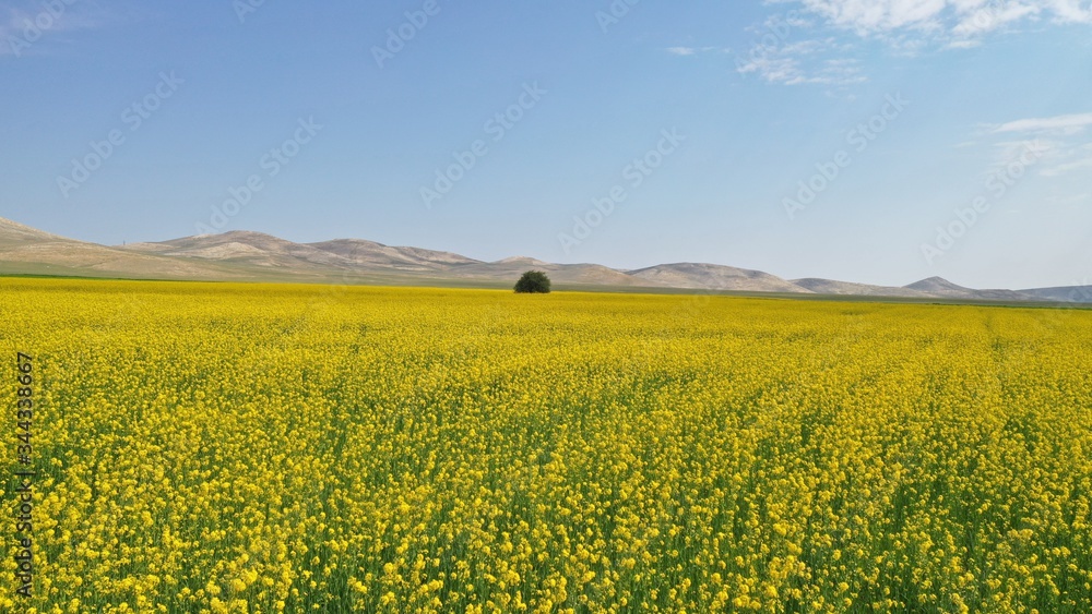 Beautiful yellow flowers and and one tree in field. Spring and summer landscape.    