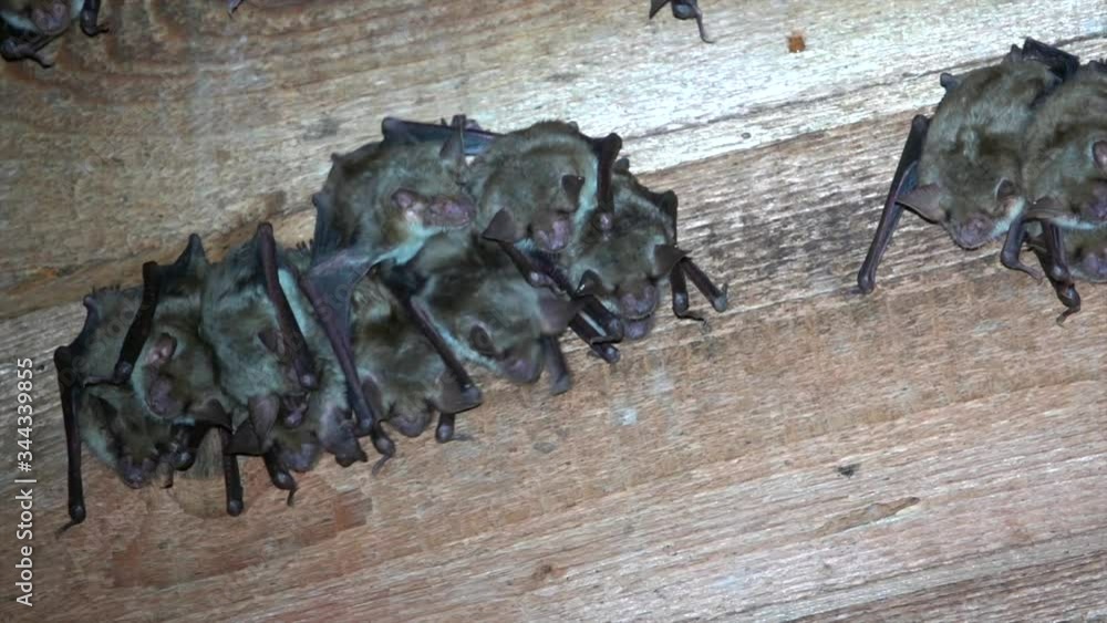 Großes Mausohr (Myotis myotis), Wochenstube auf Dachboden StockVideo