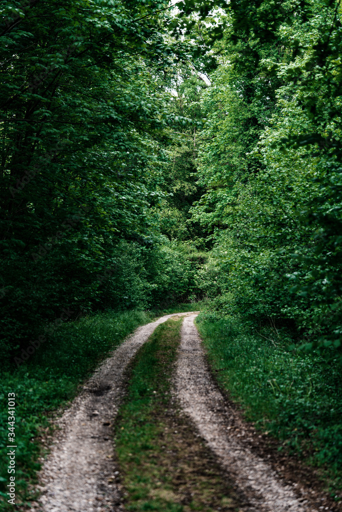 Path in the Rheinwald near Rheinau Germany. Path in the Rheinwald near Rheinau Germany.