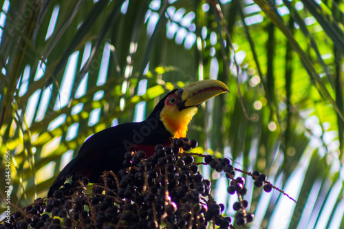 Tucan at palm tree in Mairipora state of Sao Paulo Brazil