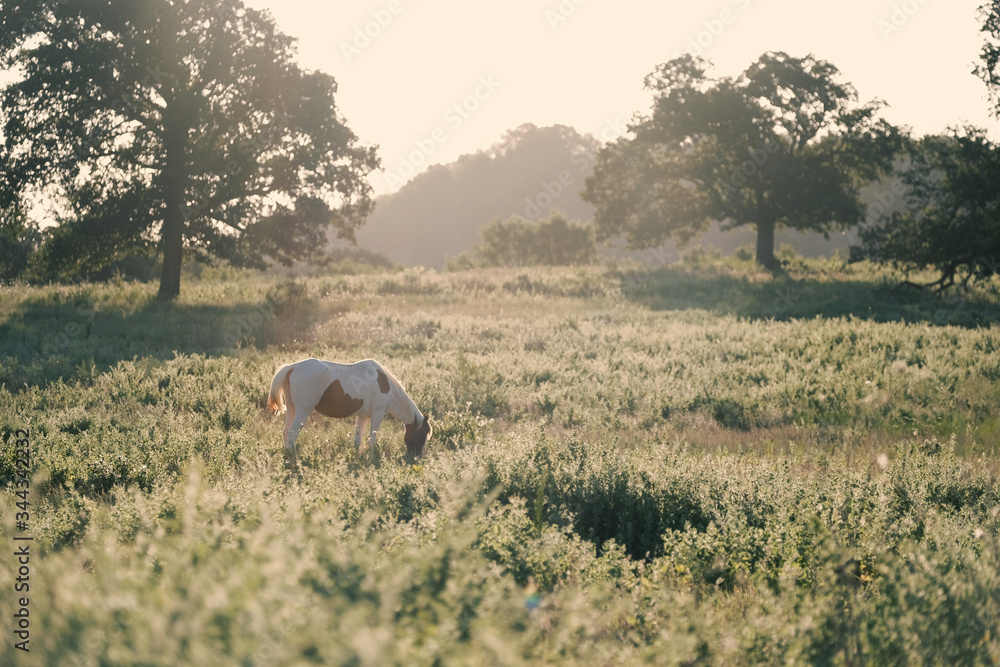 Paint horse mare in rural Texas landscape grazing during summer sunrise on ranch. Paint horse mare in rural Texas landscape grazing during summer sunrise on ranch.