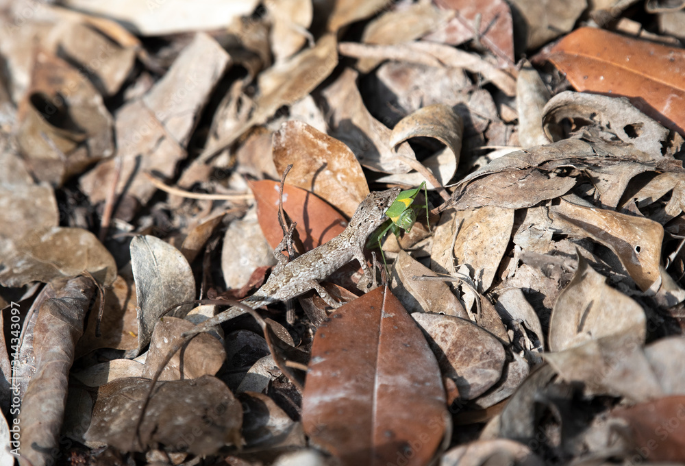 Anolis ustus Eating an Insect
