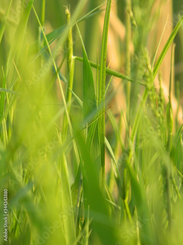 From our early childhoods, we instinctively come to think of grass in happy, positive terms: grass surfaces can be platforms for children’s games, summer parties or escapes away from urban landscapes.