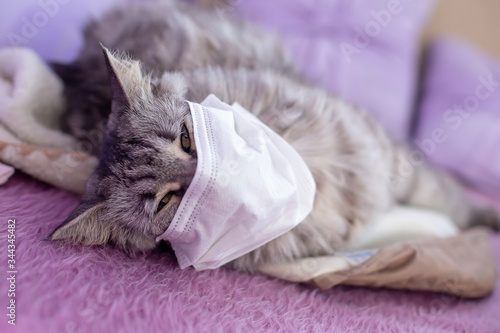 Fototapeta Naklejka Na Ścianę i Meble -  cat in medical face mask. coronavirus sick cat lying on bed. Animal health. Coronavirus disease animals . Respiratory protection.