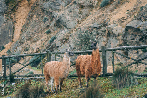 alpaca in the mountains