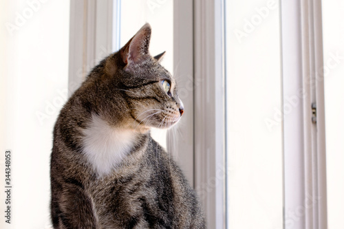Fotografía portrait of young cat looking out the window