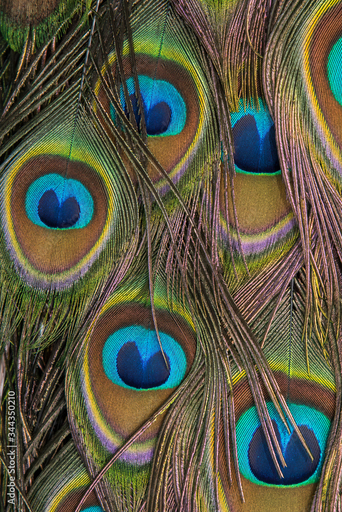 Fototapeta premium Closeup peacock feathers , Green peafowl