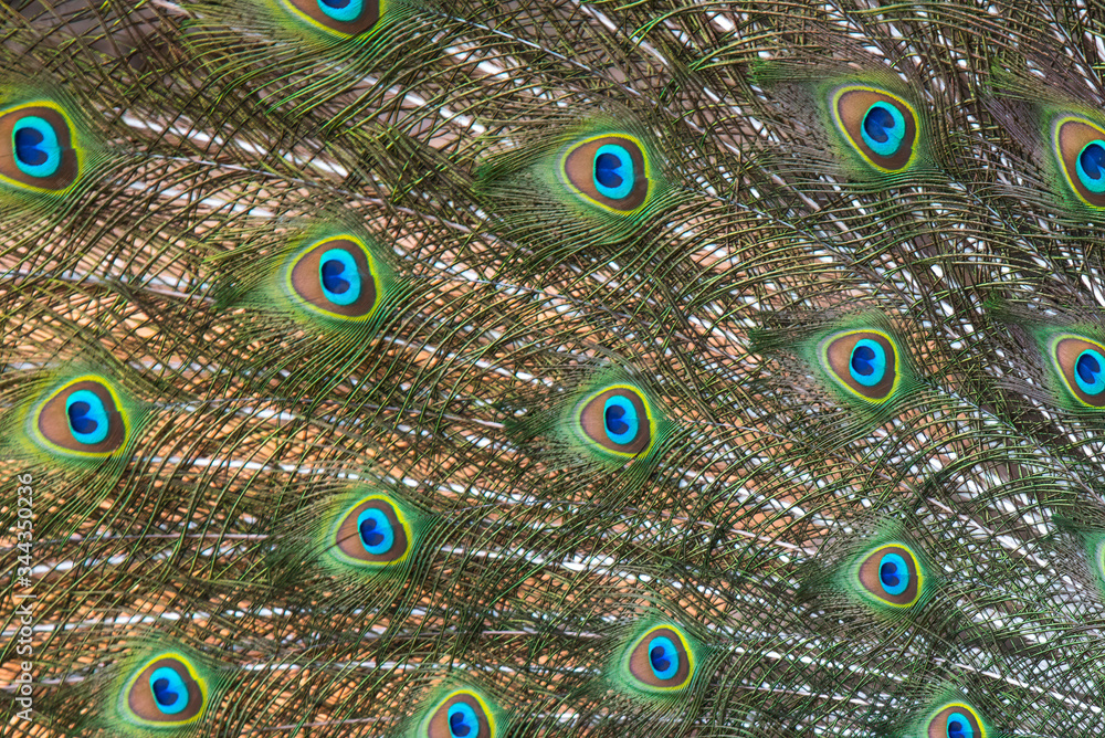 Obraz premium Closeup peacock feathers ,Green peafowl