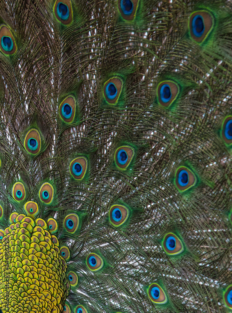 Obraz premium Closeup peacock feathers ,Green peafowl