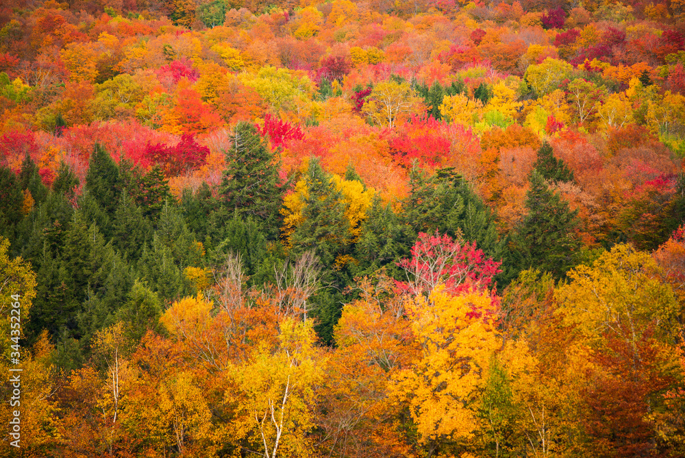 Vibrant Fall Foliage in Stowe Vermont, Abstract image of fall colors on mountain 