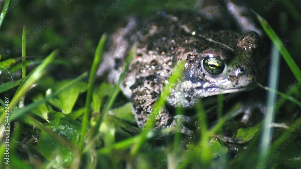 Frog close up in nature. hidden among the leaves and sticks. Frog close up in nature. hidden among the leaves and sticks.