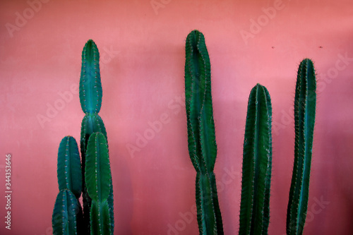 Green cactus and the pink background.Tropical plant
