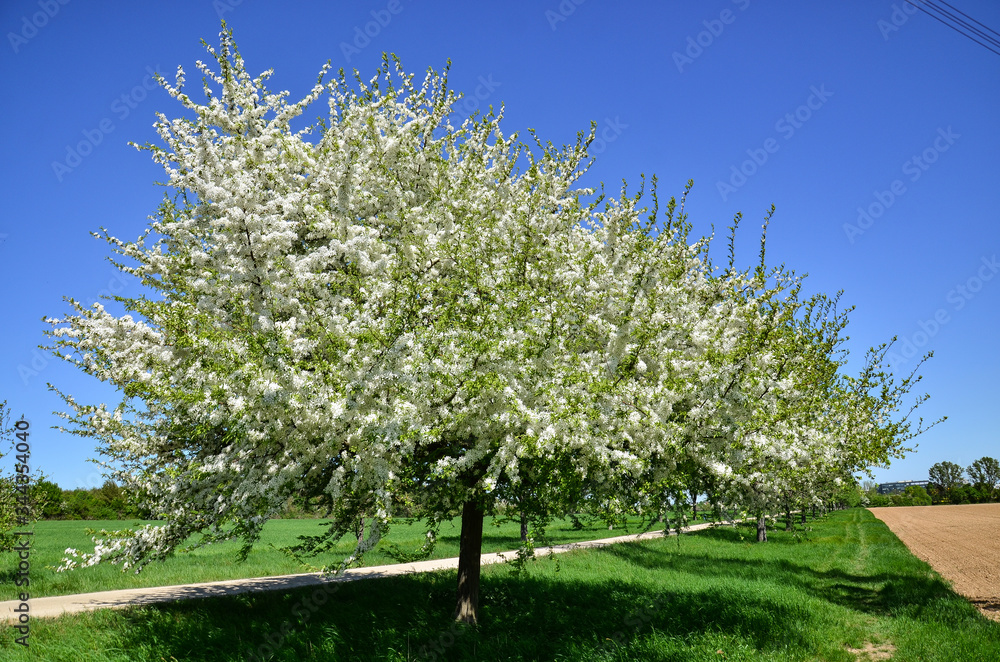 Fototapeta premium blooming cherry tree in park land German