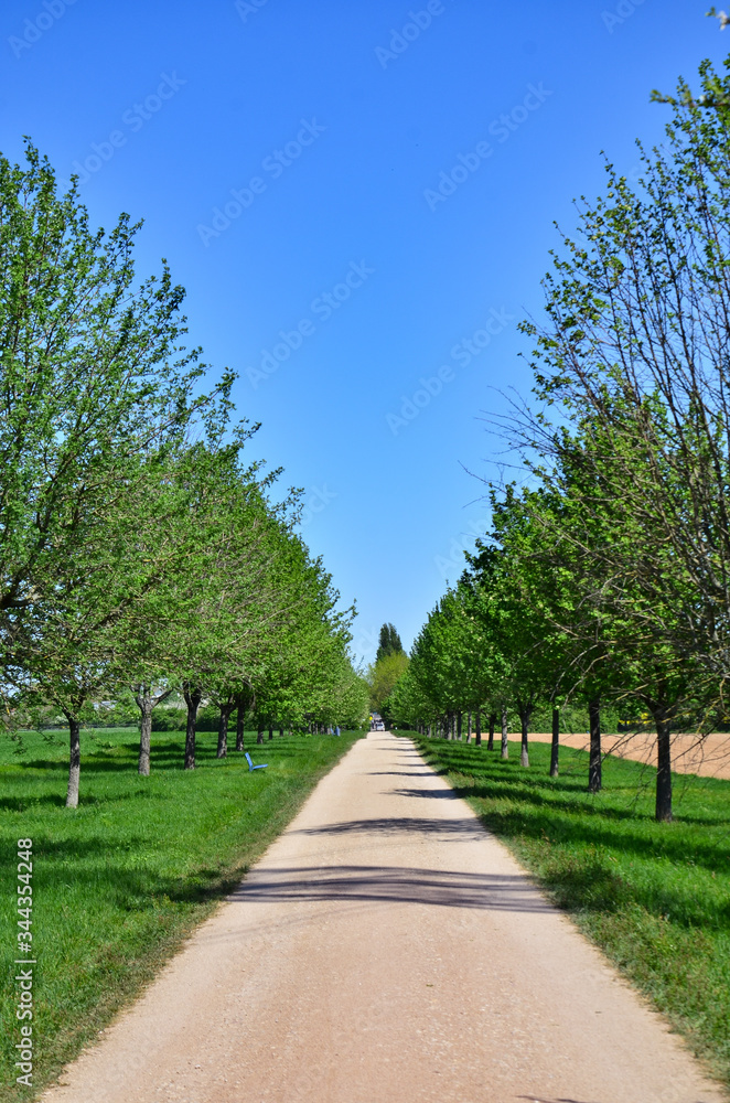 tree lined path in the park, Germany