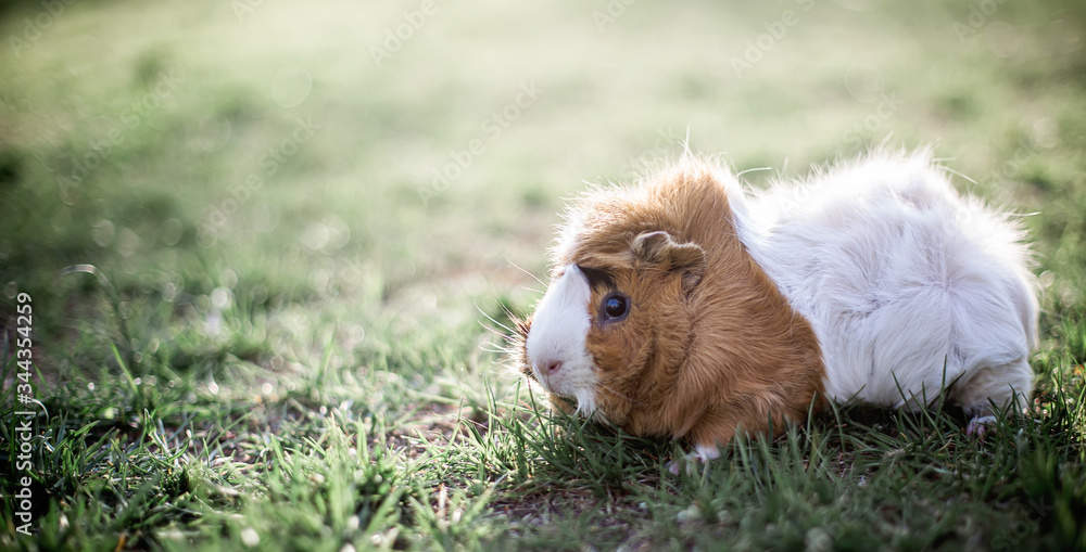 guinea pig in green grass. Fresh greens in pet nutrition. Tinted. place for text.