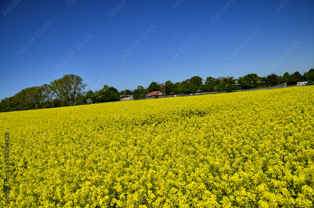 Yellow rape field under blue sky with sun Yellow rape field under blue sky with sun