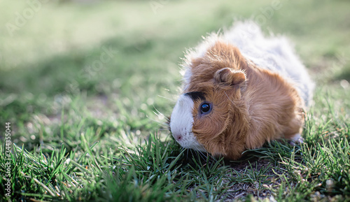 guinea pig in green grass. Fresh greens in pet nutrition. Tinted. place for text.