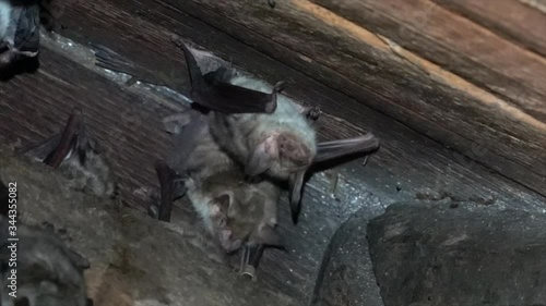 Großes Mausohr (Myotis myotis), Wochenstube auf Dachboden