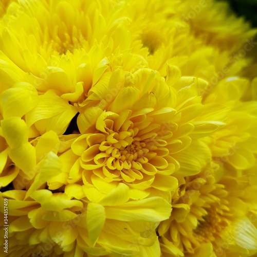 yellow chrysanthemum flowers