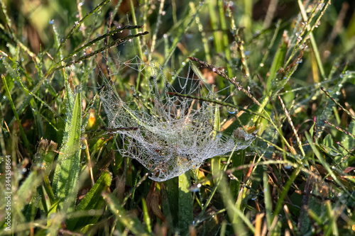 morning dew on a web