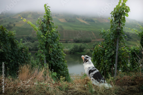 dog by the grape tree. Field, greens. Marble Australian Shepherd in nature. photo