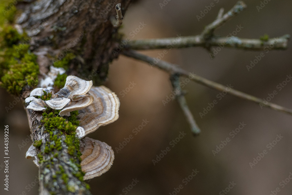 branch of a tree branch of a tree