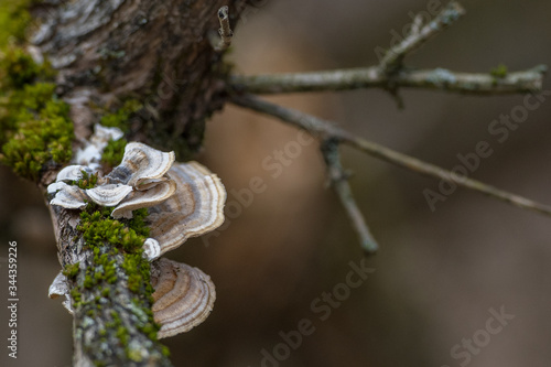 branch of a tree