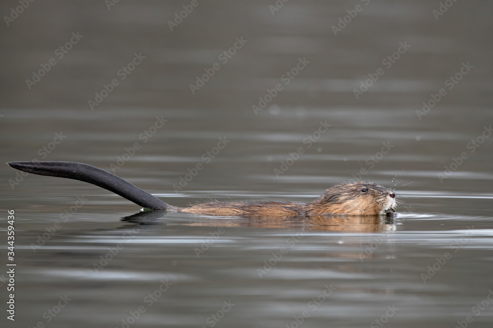Fototapeta premium Muskrat 