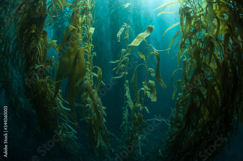 Fototapeta Forests of giant kelp, Macrocystis pyrifera, commonly grow in the cold waters along the coast of California