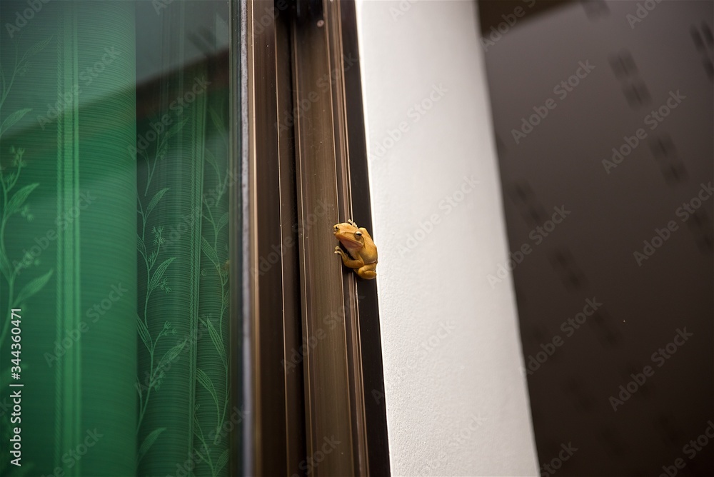 yellow tropical frog sitting on the corner of the house, night life of amphibians, asian fauna of the house yellow tropical frog sitting on the corner of the house, night life of amphibians, asian fauna of the house