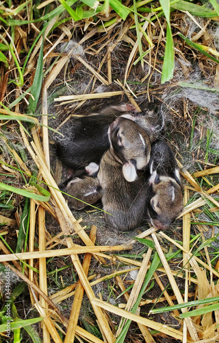 A nest of newborn wild rabbits in a grassy yard in Illinois.