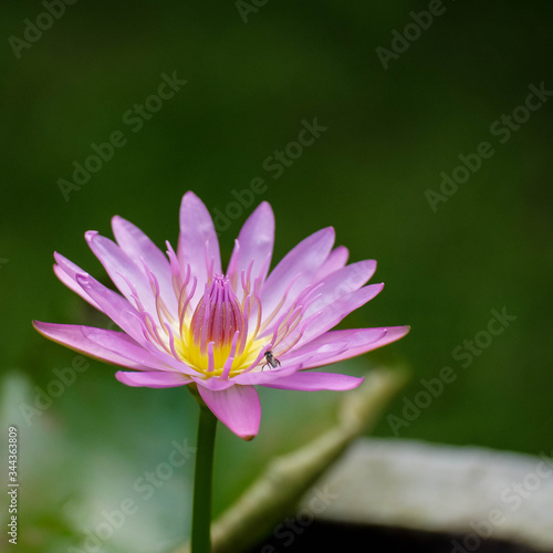 Lotus flower