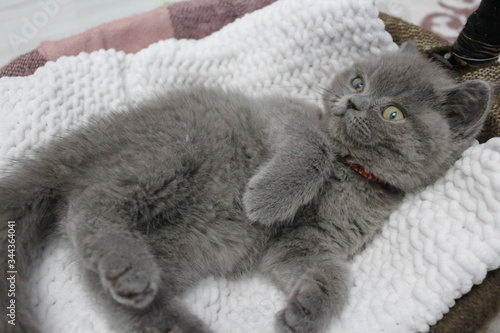 Close up of a gray or blue British shorthair kitten lying in wicker basket