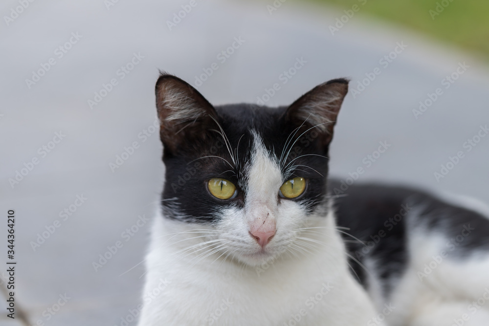 Thai folk cats, black and white body