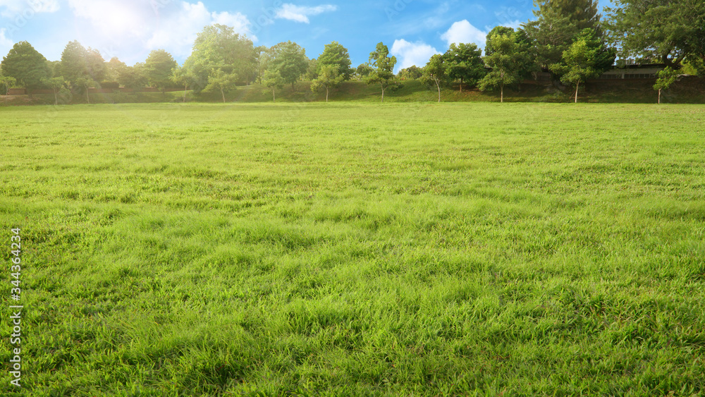 Obraz premium empty park with green grass field and tree in sunshine morning, nobody recreation landscape with blue sky 