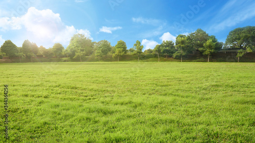 Fototapeta Naklejka Na Ścianę i Meble -  empty park with green grass field and tree in sunshine morning, nobody recreation landscape with blue sky                     