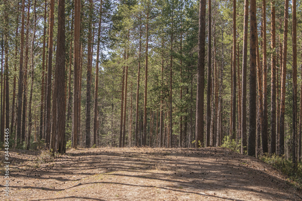 Siberia. Sunny day in a pine forest. The hill in the forest on which pine trees grow. Forest Glade. Siberia. Sunny day in a pine forest. The hill in the forest on which pine trees grow. Forest Glade.