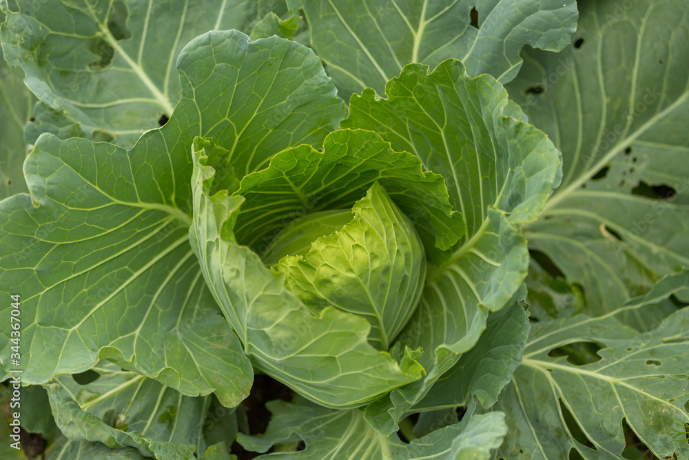 Organic cabbage vegetable food in field garden Organic cabbage vegetable food in field garden