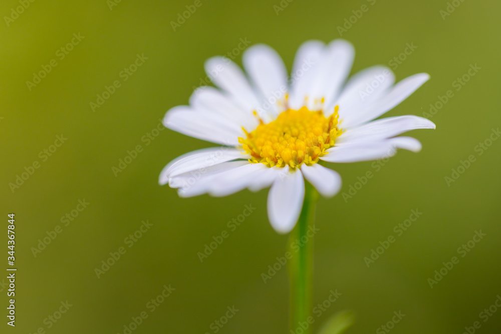Fototapeta premium White Daisy flower in nature with background