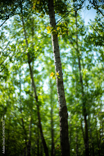 Spring Summer green forest