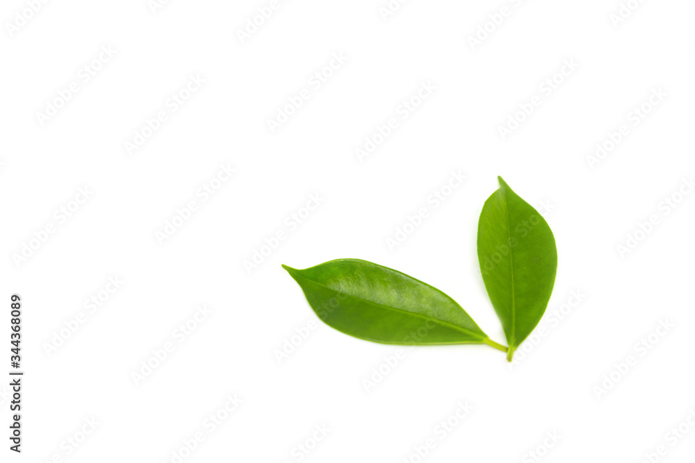 Green leaves on a white background Green leaves on a white background